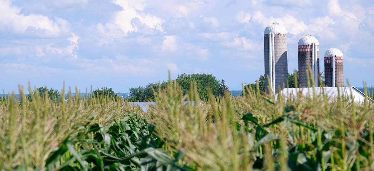 Récolte de maïs sucré sur les champs de la Ferme Degau à Neuville