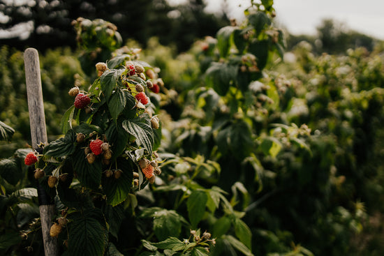 Framboises fraîches de la Ferme Degau cultivées à Neuville dans la région de Portneuf.